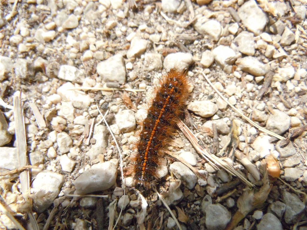 Bruco di Coscinia striata?
